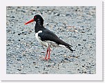meriharakka_Palearctic Oystercatcher * 1450 x 1115 * (1.27MB)
